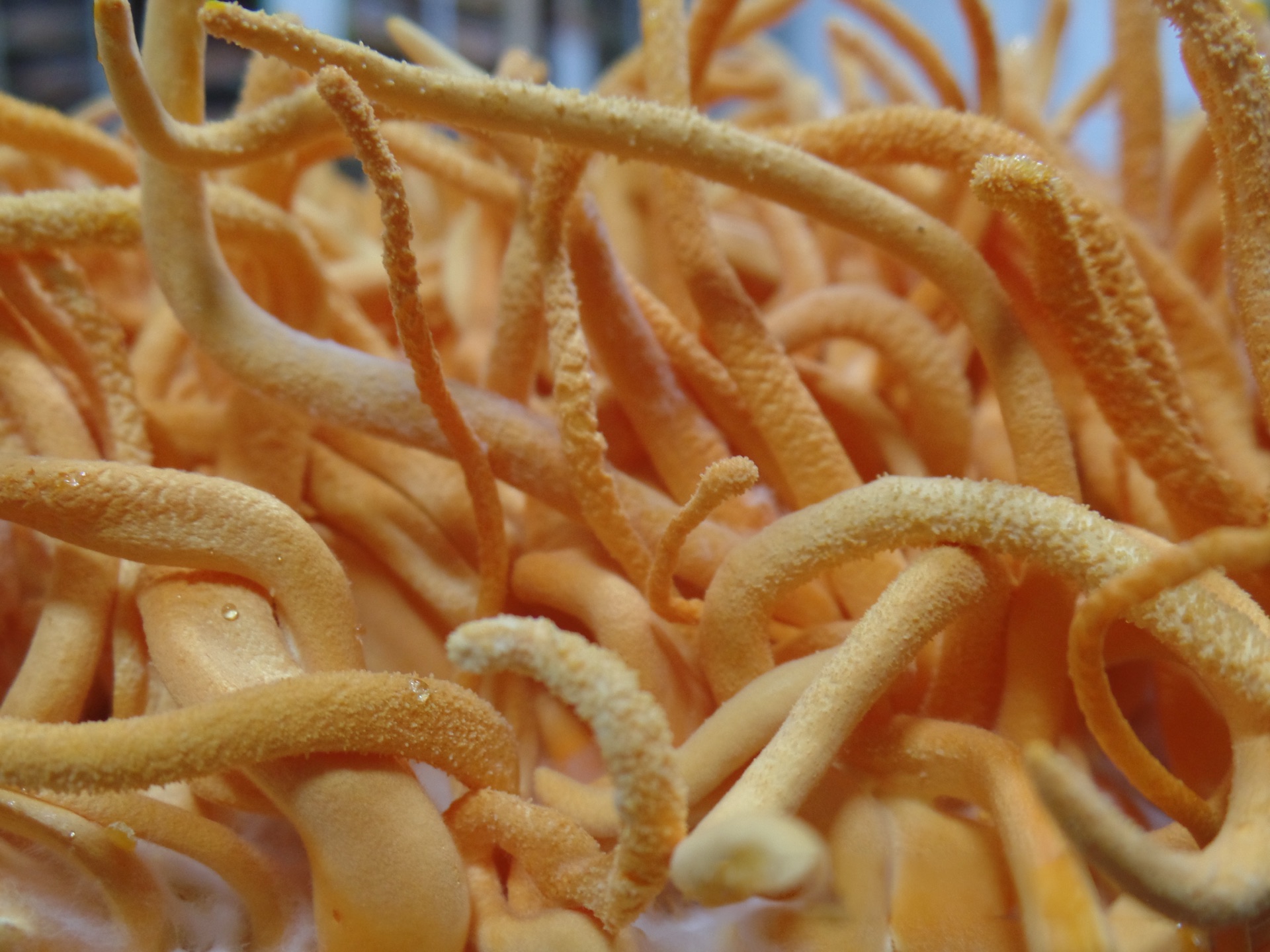 Close-up macro of cordyceps militaris finger detail showing spore tips at Carolina Cordys farm