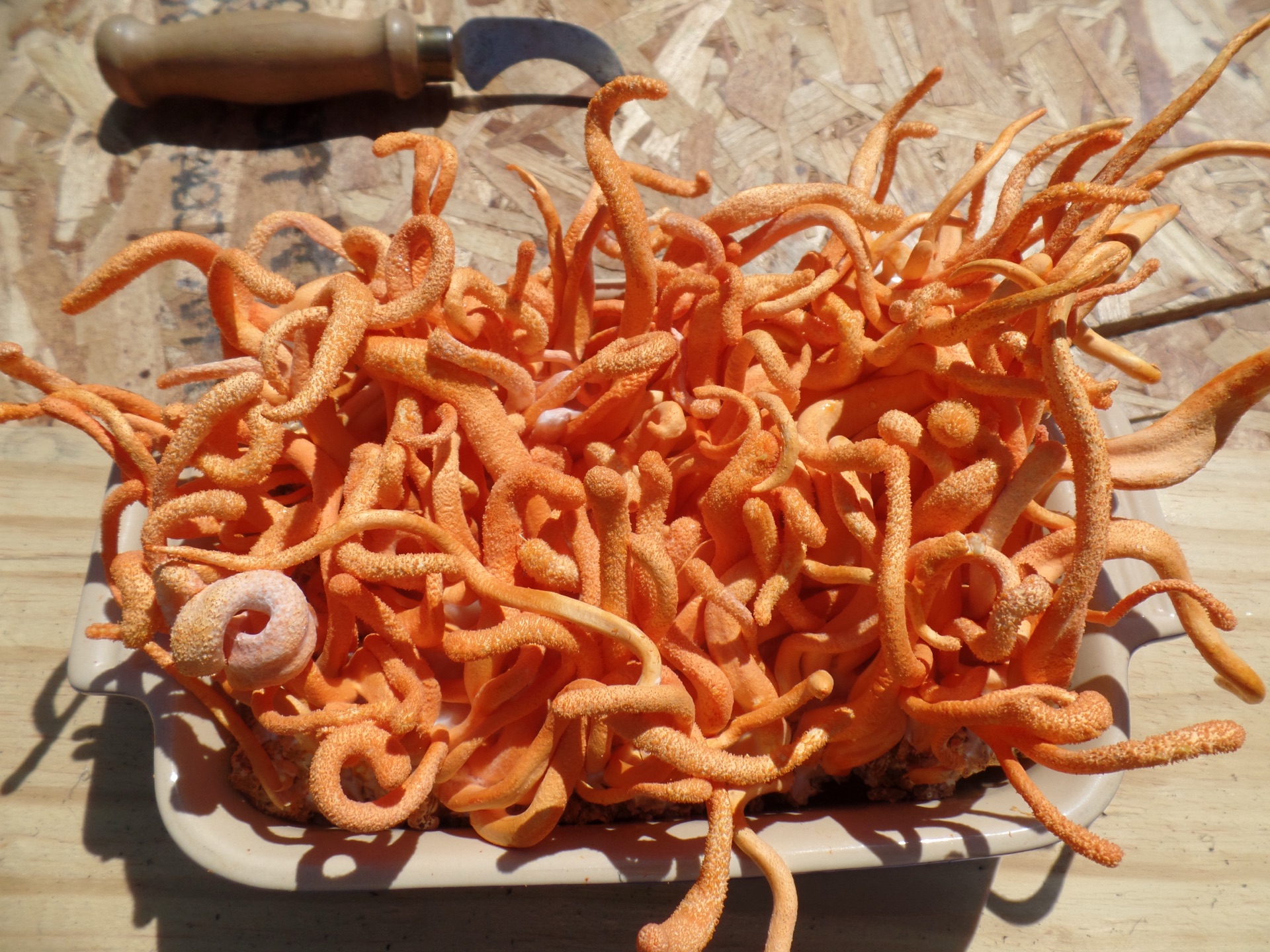 Fresh cordyceps militaris harvest tray at Carolina Cordys farm