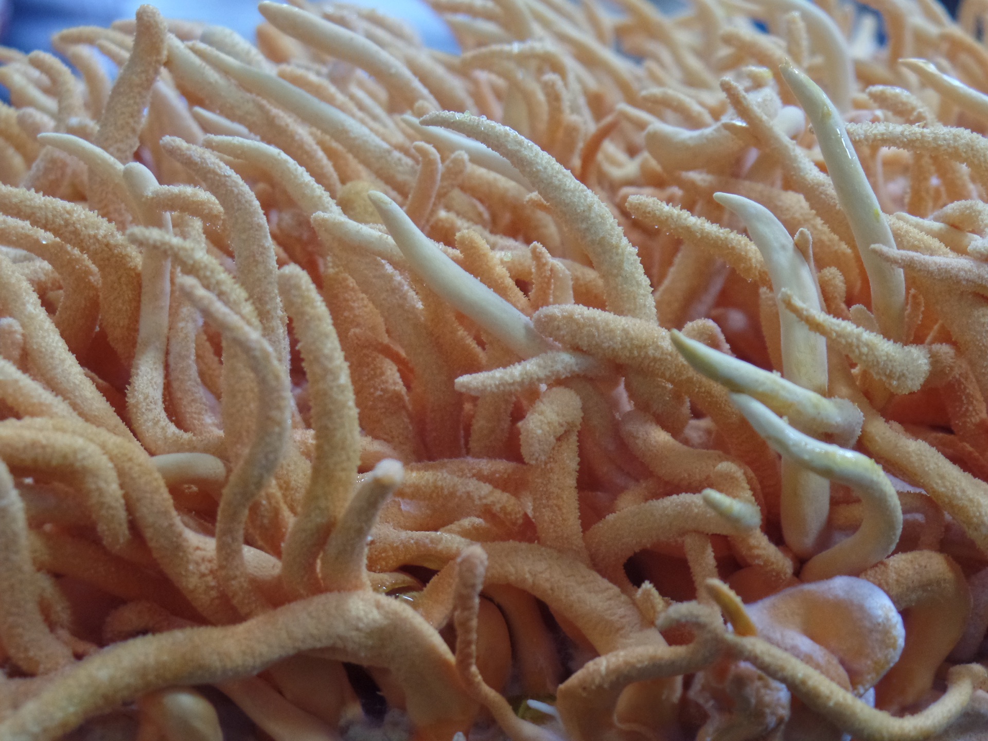 Fresh cordyceps militaris mushrooms growing at Carolina Cordys organic farm in North Carolina