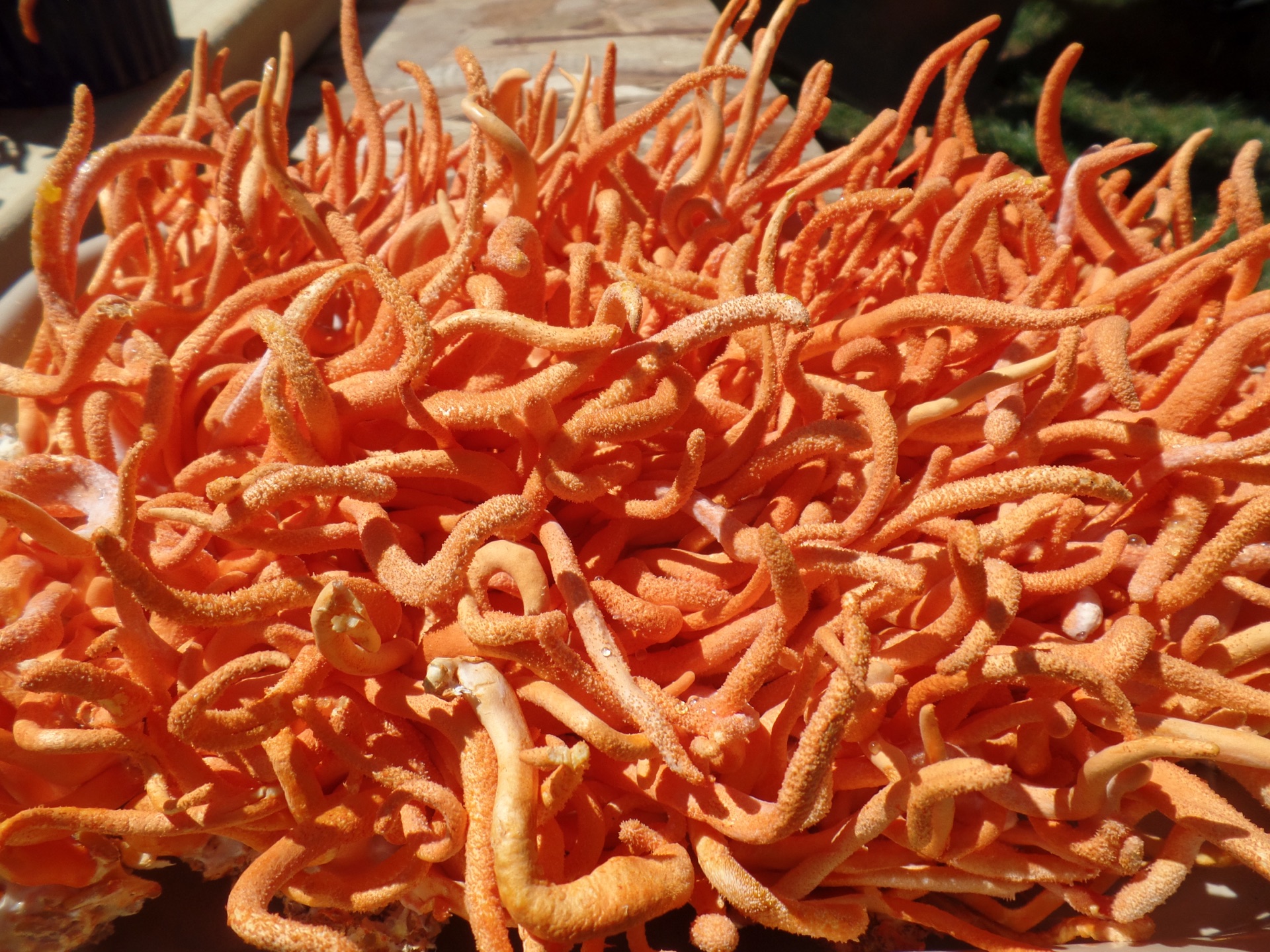 2oz dried cordyceps militaris