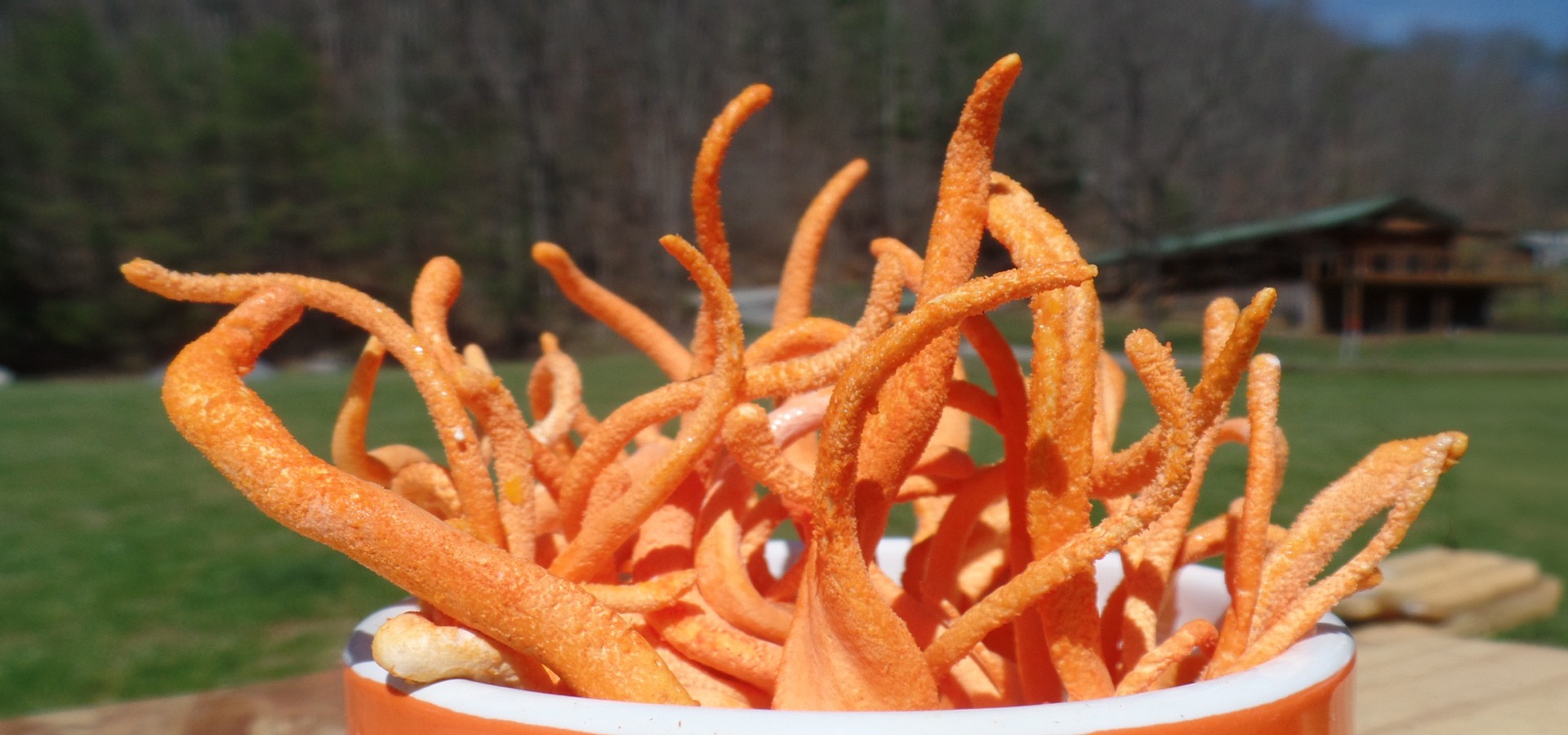 Carolina Cordys dried cordyceps militaris outside on the North Carolina family farm