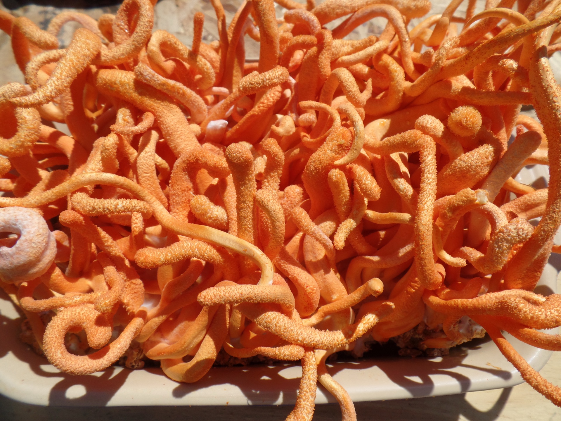 Dried whole fruiting body cordyceps militaris from Carolina Cordys