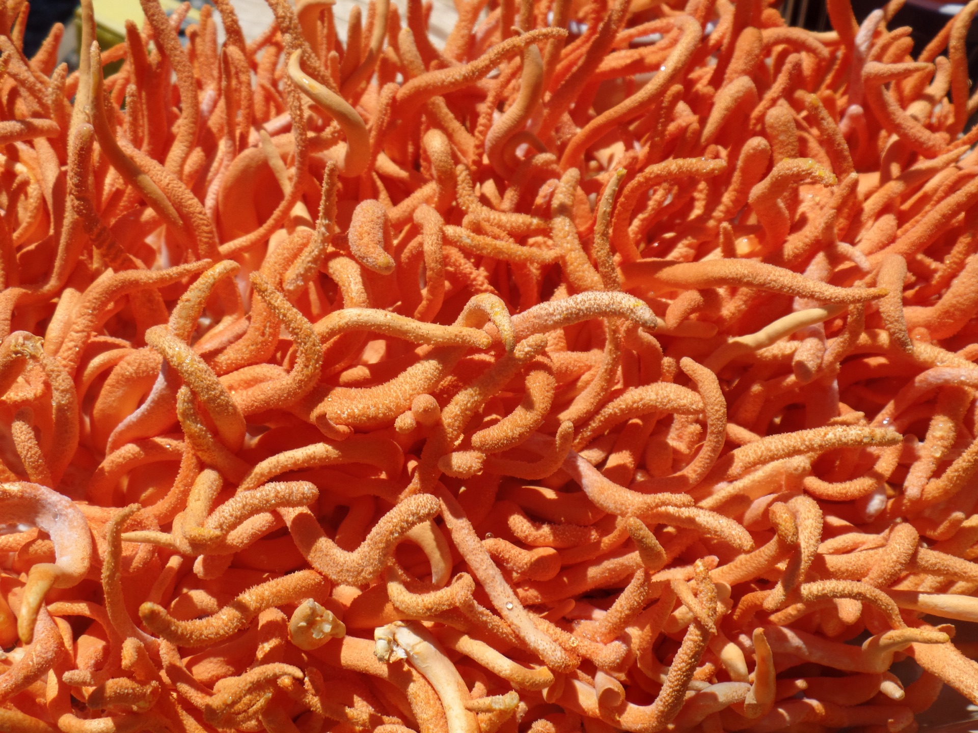 4oz dried cordyceps militaris