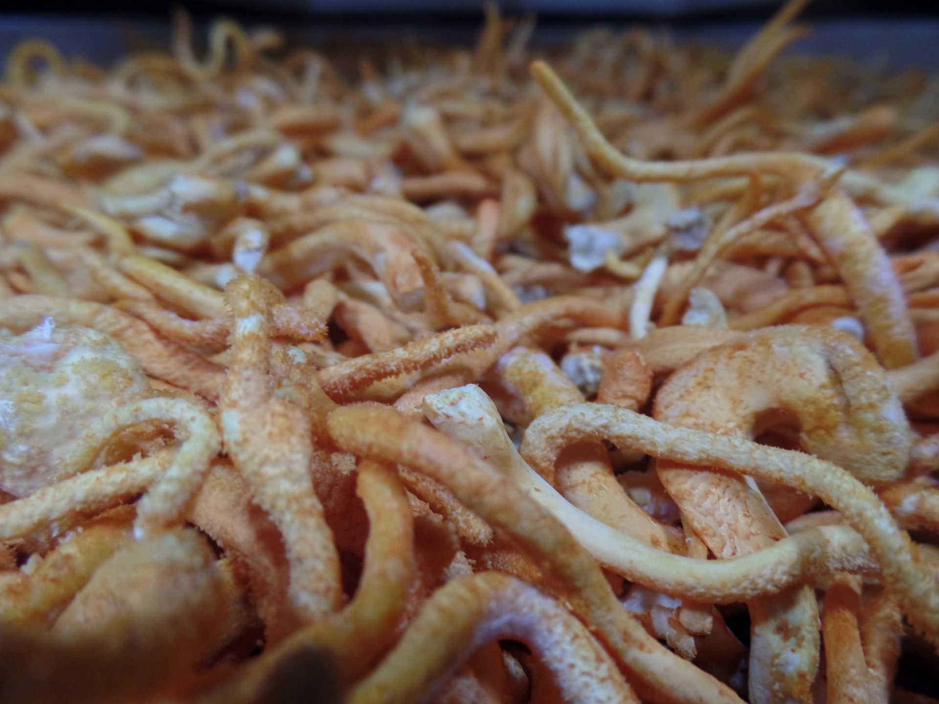 Close up of dried whole fruiting body Cordyceps militaris from Carolina Cordys