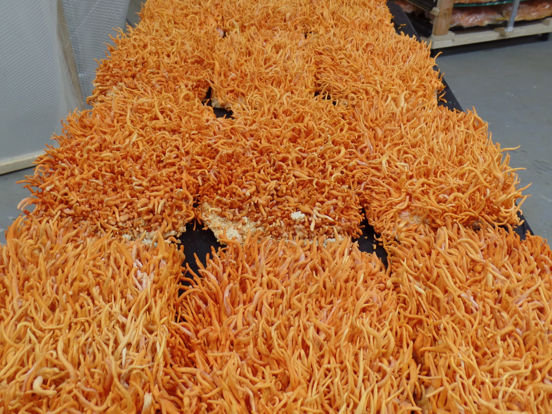 The Carolina Cordys USDA Organic certified grow room