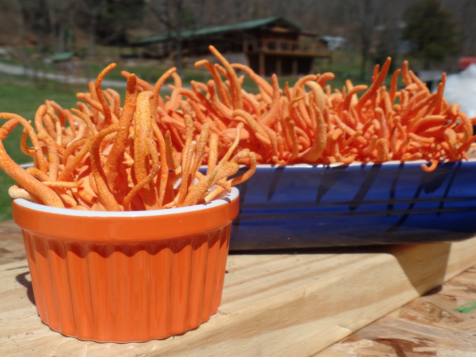 Carolina Cordys product bags on the farm
