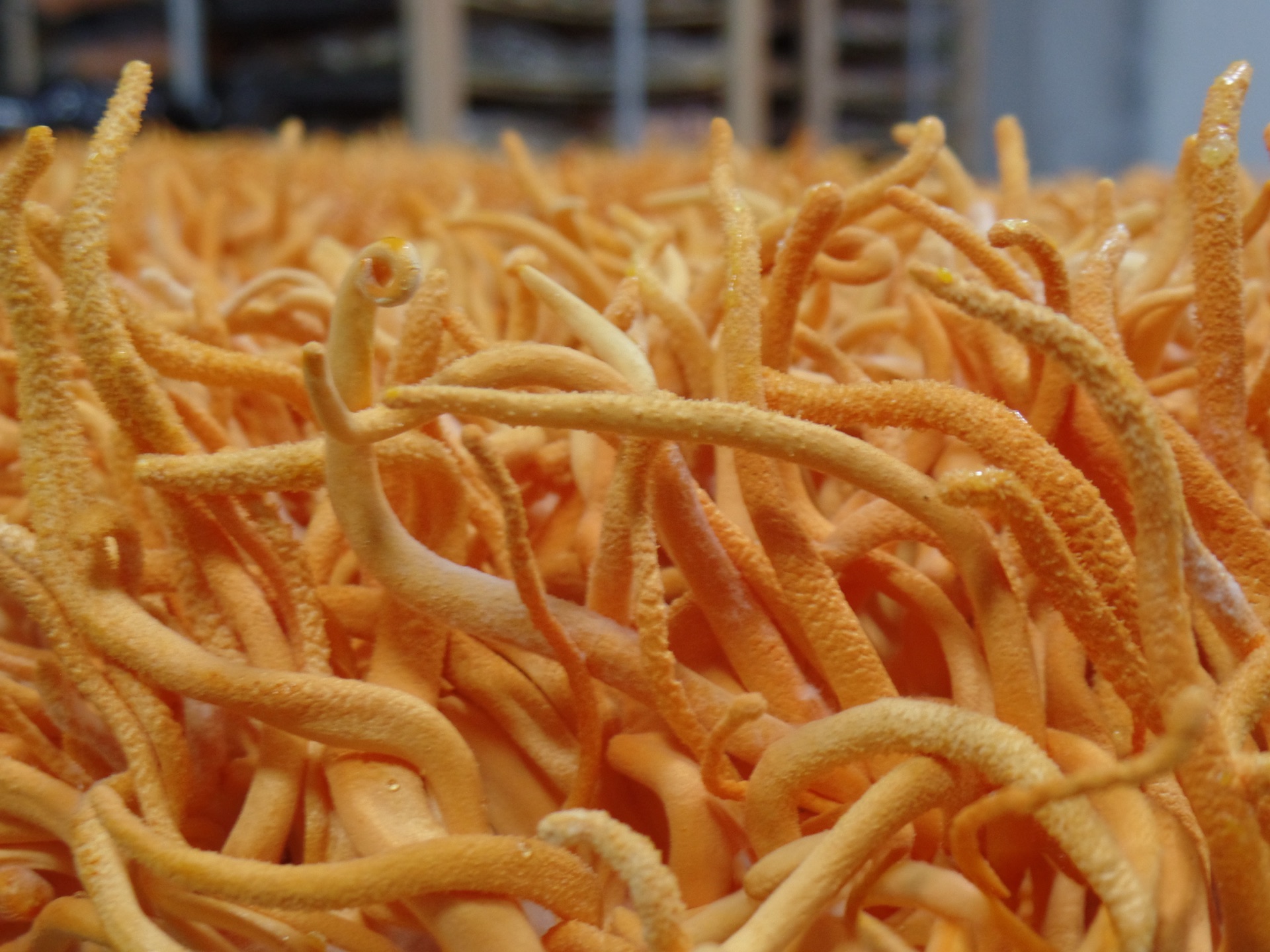 Cordyceps militaris growing on shelves at Carolina Cordys farm in North Carolina