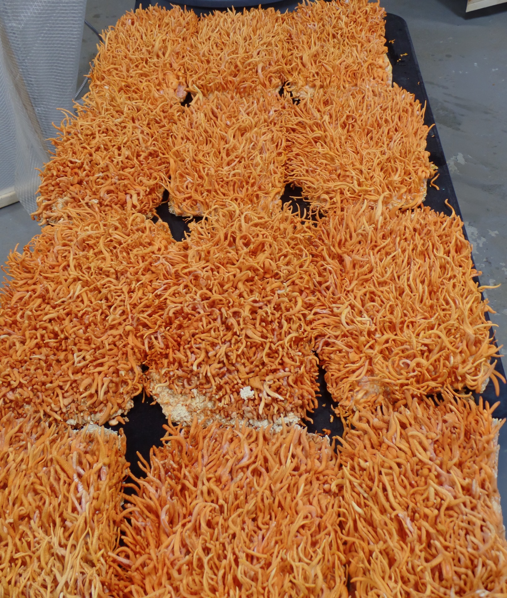 Carolina Cordys organic cordyceps militaris grow room with multiple cultivation trays in North Carolina