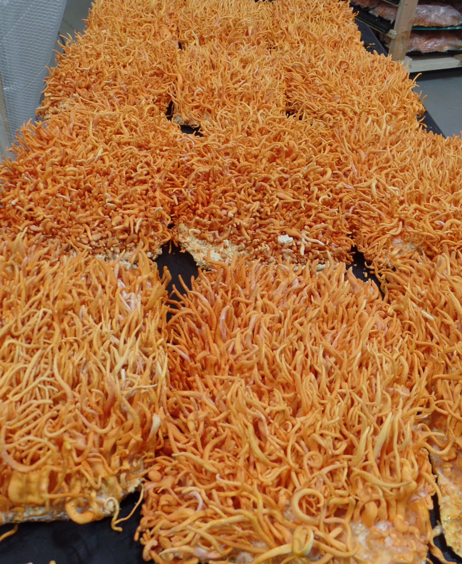 Carolina Cordys organic cordyceps growing in North Carolina farm